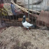 کبوتر کله دم سبز