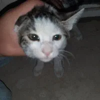 گربه|گربه|کاشان, پاپک|دیوار