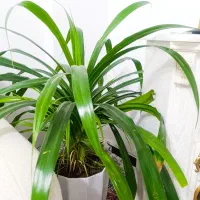 گل طبیعی زیبا