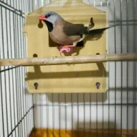 فنج|پرنده|تهران, پیکان شهر|دیوار