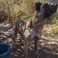 سگ ماده ۵ ساله سرابی