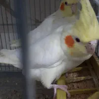 جفت عروس هلندی گرینچیک کوتوله قناری مولدهمه رنگ