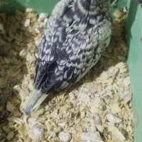 عروس هلندی - سرلاکی - دونخور - سخنگو|پرنده|اسلام‌شهر, شهرک مهدیه|دیوار