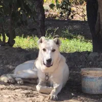 توله سگ 8ماهه