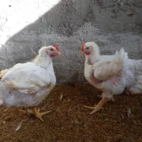 مرغ گوشتی