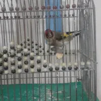 سهره|پرنده|شیراز, شهرک رضوان|دیوار