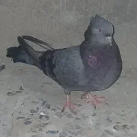 کبوتر سبز ماده|پرنده|بندر ماهشهر, |دیوار