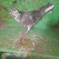 طوقی سیاه کاکلی|پرنده|هشتگرد, شهرک وحدت|دیوار