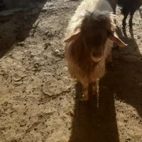 قورچ|حیوانات مزرعه|چگنی, |دیوار