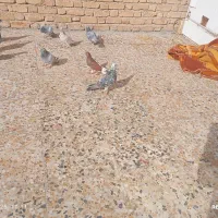 کبوتر پلاکی