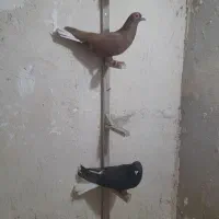 نر زاغ دم سفید وگلی دم سفید