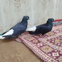 کبوتر اشعل|پرنده|کارون, |دیوار