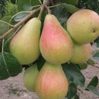 فروش با اصیل‌ترین نهالها از یک تا پنج ساله|خدمات باغبانی و درختکاری|اراک, |دیوار