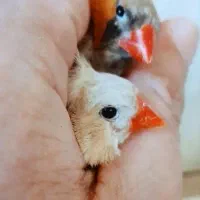 فنج کینگ|پرنده|بندرعباس, |دیوار