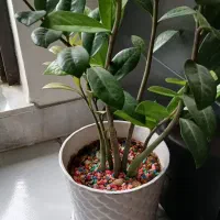 ۲ عدد گل آپارتمانی