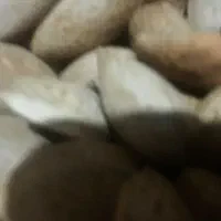 بادام سنگی شیرین|خوردنی و آشامیدنی|ایلخچی, |دیوار