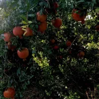 ۲۳۰۰ متر باغ جوان جاده یل آباد منطقه چلخچگان|فروش دفتر صنعتی، کشاورزی، تجاری|ساوه, |دیوار