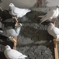 کبوتر پرشی و جوجه