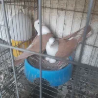 جفت نر ماده کله سفید|پرنده|بهبهان, |دیوار