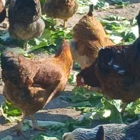 مرغ تخمگذار