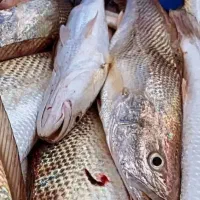 ماهی و میگو بندر|خوردنی و آشامیدنی|زرقان, |دیوار