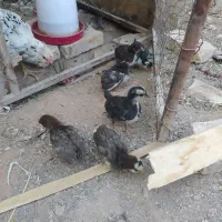 جوجه گلین 1ماهه دونه70|حیوانات مزرعه|مبارکه, |دیوار