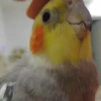 عروس هلندی|حیوانات|مشهد, شهید بهشتی|دیوار