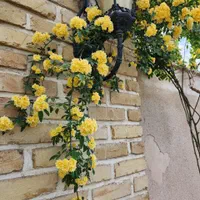 زمین باغچه ایی ۶۴۵ متر سند دار خیابان پدم|فروش زمین و ملک کلنگی|محمدشهر, شهرک چمران|دیوار