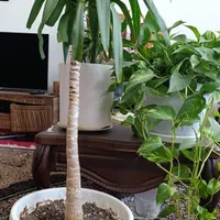 گل طبیعی|گل و گیاه طبیعی|فولادشهر, B6|دیوار