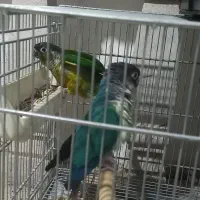 گرینچک معاوضه با سهره نشون دار