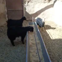 فروش سه عدد بزغاله با یک بز آبست|حیوانات مزرعه|بجستان, |دیوار