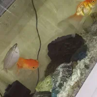 اکاریوم با کلیه لوازم قیمت ۱۵۰۰|لوازم جانبی حیوانات|پاکدشت, پاکدشت (مامازند)|دیوار