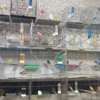 انواع قناری