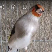 سیره کرمانی و خاکی