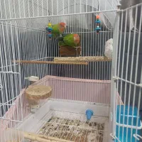 طوطی برزیلی|پرنده|ری, علایین|دیوار