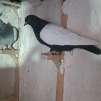 سینه سیاه دوکت سفید پریده کبوتر