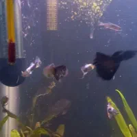 ماهی گوپی آکواریوم|ماهی|نقده, |دیوار