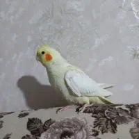 عروس هلندی|پرنده|کرج, حصارک بالا|دیوار