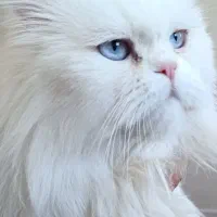 واگذاری گربه پرشین ۶ ساله