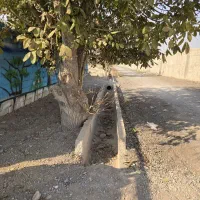 باغ و باغچه ارزنده قابل رشد /سرمایه گذاری اختصاصی