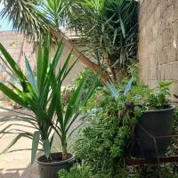 سوئیت مبله فول درفومن اجاره ماهانه دانشجو کارمند|اجارهٔ خانه و ویلا|فومن, |دیوار