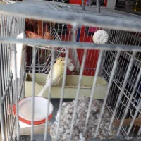 قناری ماده|پرنده|اهواز, پردیس|دیوار