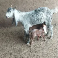 هویزه|حیوانات مزرعه|باوی, |دیوار