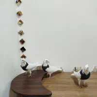 کبوتر طوقی|پرنده|کرمانشاه, |دیوار