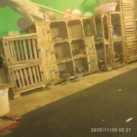 قفس جفتگاه
