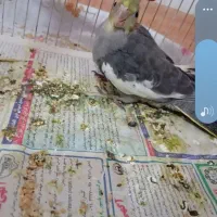 ۴عدد عروسهلندی