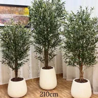 منتاژ انواع درختچه زیتون  لیمو  بامبو