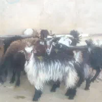 بزغاله ماده
