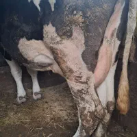 گاو گاوشیری