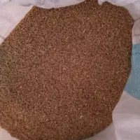 گندم سالار بذری|گل و گیاه طبیعی|هیر, |دیوار